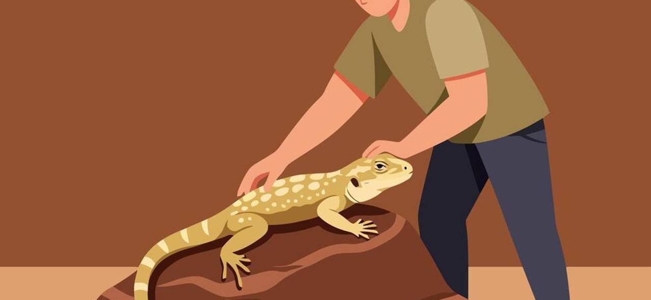 Amor sin escamas: el lagarto cariñoso que ha conquistado los corazones en Bolivia Amor sin escamas: el lagarto cariñoso que ha conquistado los corazones en Bolivia