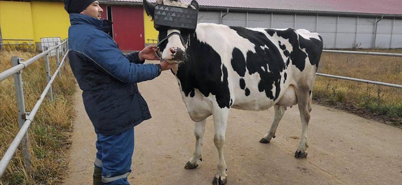 ¿Vacas con gafas de realidad virtual? El insólito experimento que ya da de qué hablar ¿Vacas con gafas de realidad virtual? El insólito experimento que ya da de qué hablar