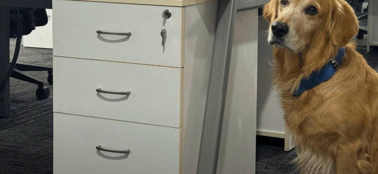 Denver, el perro que convirtió una oficina en un lugar más feliz Denver, el perro que convirtió una oficina en un lugar más feliz