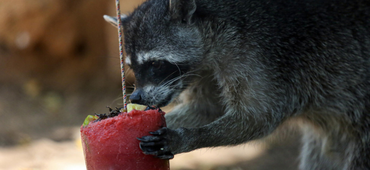 Helados especiales para los animales: un refugio refrescante en medio del calor extremo