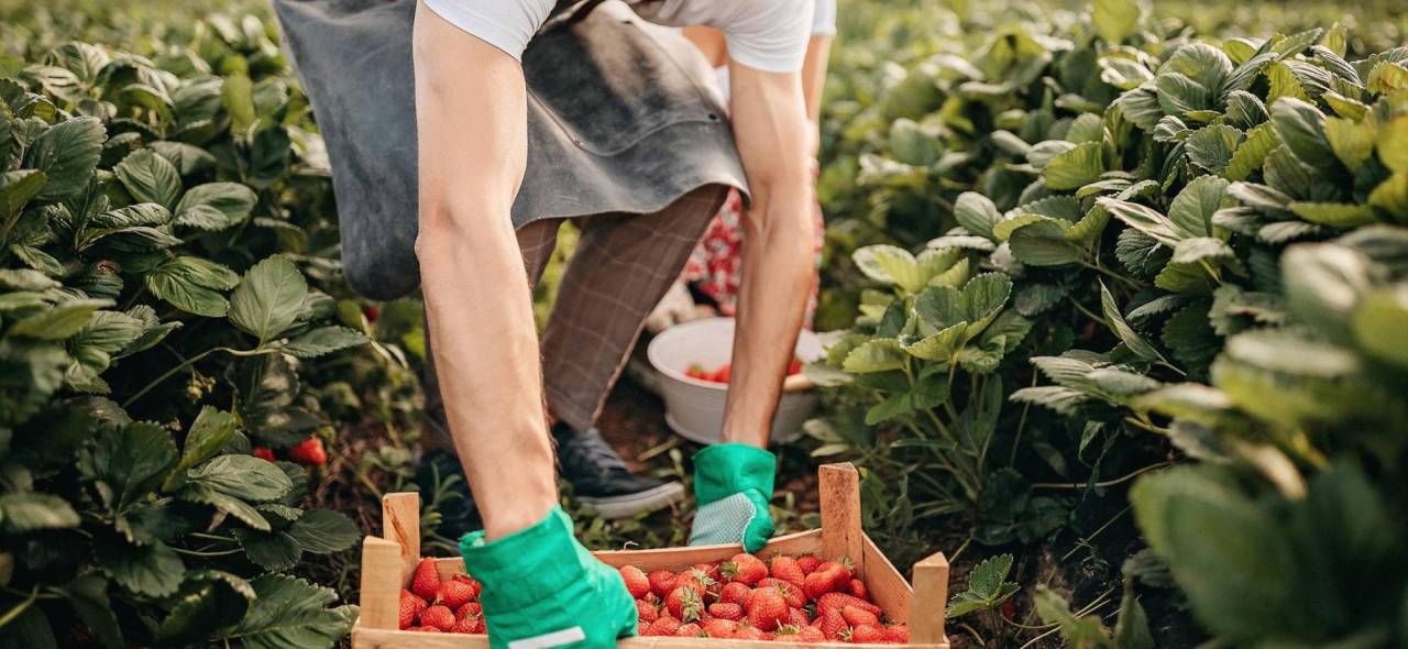 El trabajo soñado: Recolectores de Fresas se hacen virales al revolucionar la cosecha