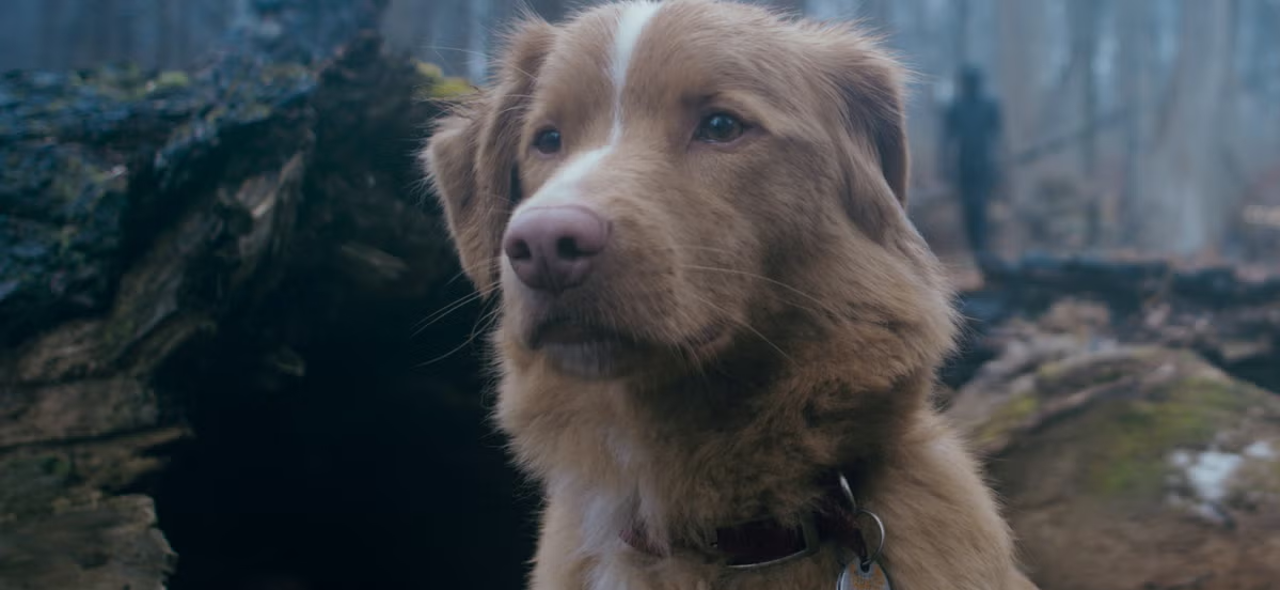 Indy, el perro actor, pide su lugar en los Oscar: “No soy lo suficientemente buen chico para ustedes”