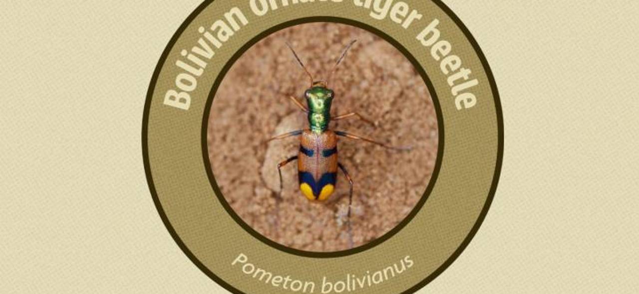 El escarabajo tigre chiquitano: el pequeño gigante que puso a Bolivia en el mapa