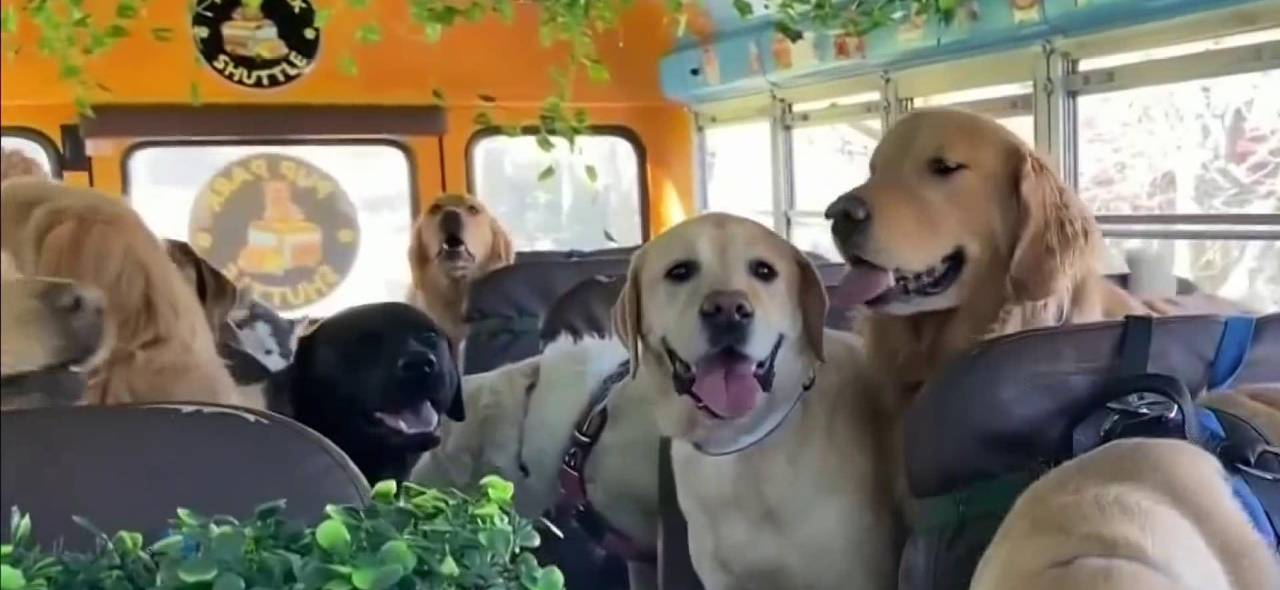  Aventuras sobre ruedas: el servicio VIP que está haciendo felices a los perritos (y a sus humanos)