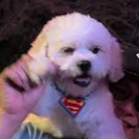 Un héroe de cuatro patas se roba el show en la alfombra roja de Superman