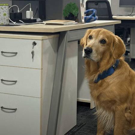 Denver, el perro que convirtió una oficina en un lugar más feliz