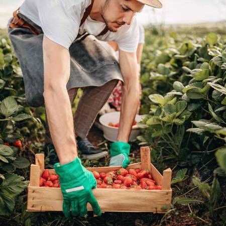 El trabajo soñado: Recolectores de Fresas se hacen virales al revolucionar la cosecha