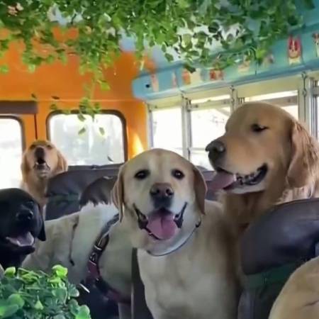  Aventuras sobre ruedas: el servicio VIP que está haciendo felices a los perritos (y a sus humanos)