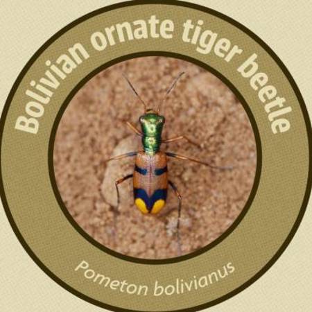El escarabajo tigre chiquitano: el pequeño gigante que puso a Bolivia en el mapa