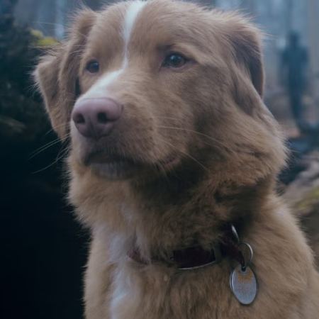Indy, el perro actor, pide su lugar en los Oscar: “No soy lo suficientemente buen chico para ustedes”
